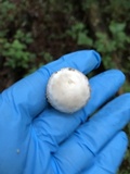 Amanita onusta image