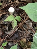 Amanita onusta image