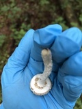 Amanita onusta image