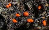 Lycogala conicum image