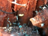 Dendrostilbella smaragdina image