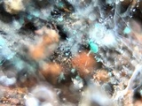 Dendrostilbella smaragdina image