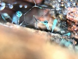 Dendrostilbella smaragdina image