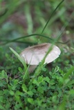 Amanita sect. Vaginatae image