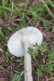 Amanita sect. Vaginatae image