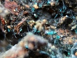 Dendrostilbella smaragdina image