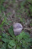 Tylopilus plumbeoviolaceus image