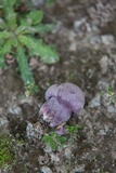 Tylopilus plumbeoviolaceus image