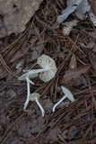 Heliomyces decolorans image