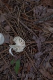 Heliomyces decolorans image