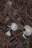 Heliomyces decolorans image
