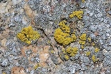 Candelariella rosulans image