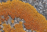Caloplaca trachyphylla image