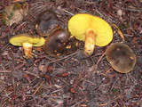Phylloporus arenicola image