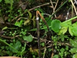 Stamnaria americana image