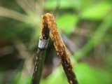 Stamnaria americana image