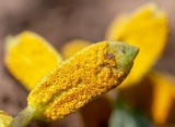 Puccinia monoica image