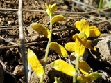 Puccinia monoica image