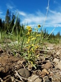 Puccinia monoica image