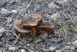 Cortinarius bridgei image