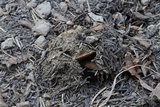 Cortinarius bridgei image