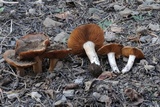 Cortinarius bridgei image