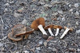 Cortinarius bridgei image
