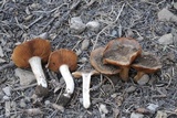 Cortinarius bridgei image