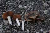 Cortinarius bridgei image