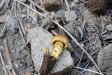 Cortinarius thiersii image