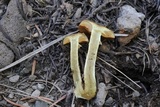 Cortinarius thiersii image