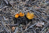 Caloscypha fulgens image
