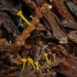 Chloroscypha alutipes image