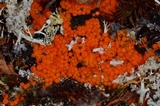 Thelebolus terrestris image