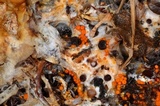 Thelebolus terrestris image