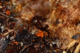 Thelebolus terrestris image