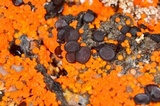 Thelebolus terrestris image