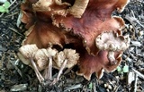 Gymnopus luxurians image