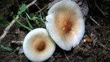 Agrocybe acericola image