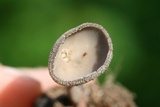 Helvella macropus image