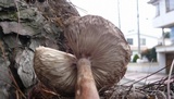 Amanita brunneolocularis image