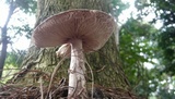 Amanita brunneolocularis image