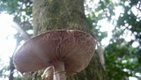 Amanita brunneolocularis image