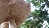 Amanita brunneolocularis image