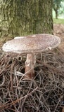 Amanita brunneolocularis image