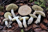 Boletus pallidus image