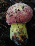 Pulchroboletus rubricitrinus image