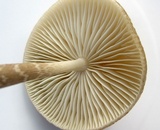 Oudemansiella furfuracea image