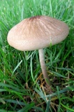 Oudemansiella furfuracea image