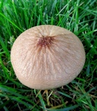 Oudemansiella furfuracea image